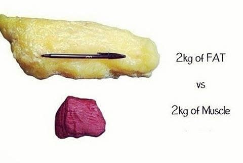 muscle vs fat